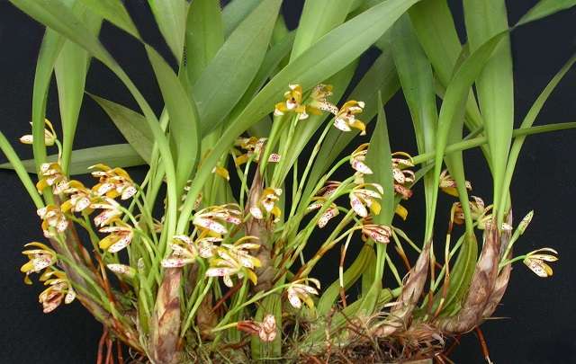 orquidea Brasiliorchis picta