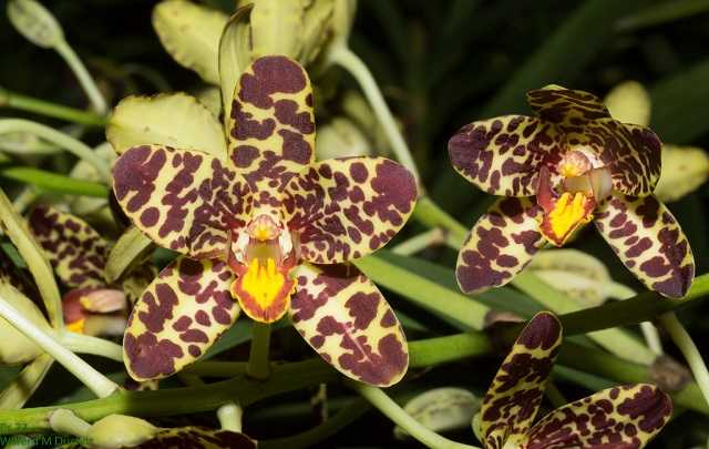 orquidea ansellia africana