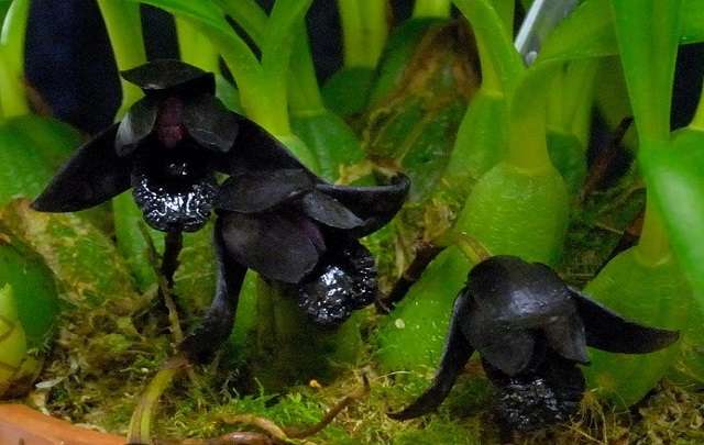 orquidea con flores negras