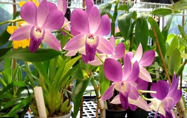 orquidea denphal