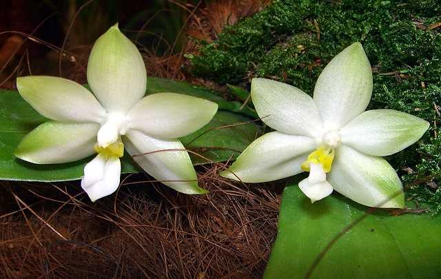 orquidea phalaenopsis violacea