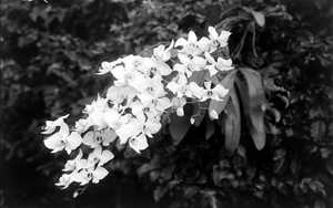 phalaenopsis amabilis