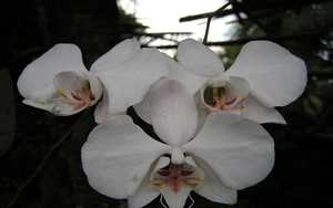 phalaenopsis aphrodite
