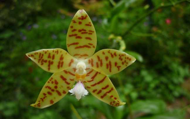 phalaenopsis pallens