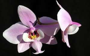 phalaenopsis schilleriana