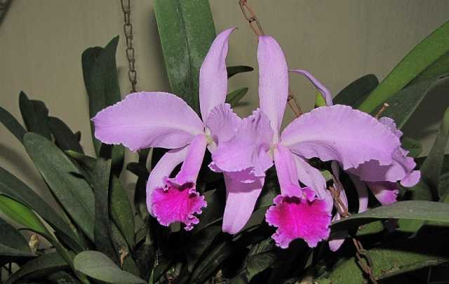 reina del interior