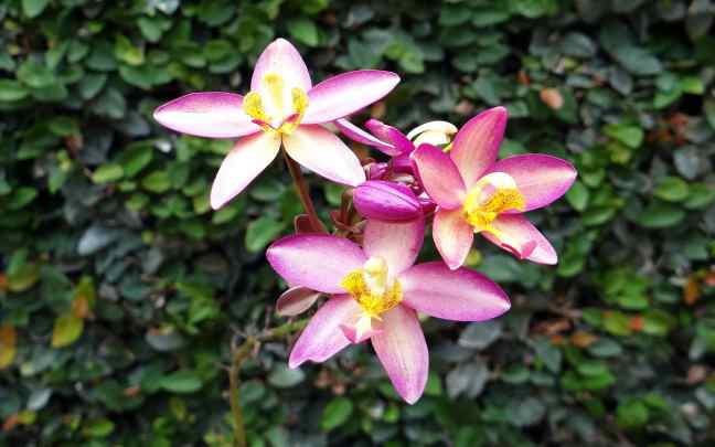 spathoglottis plicata