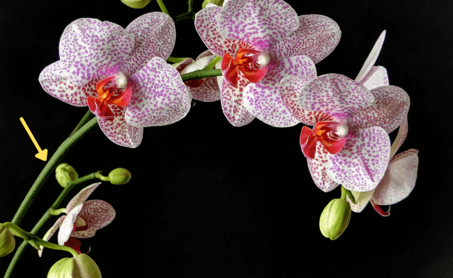 vara floral orquidea