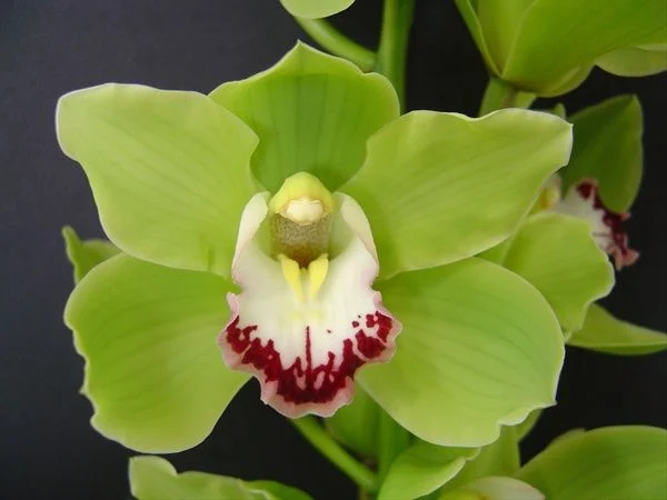 Orquidea Shenzhen Nongke
