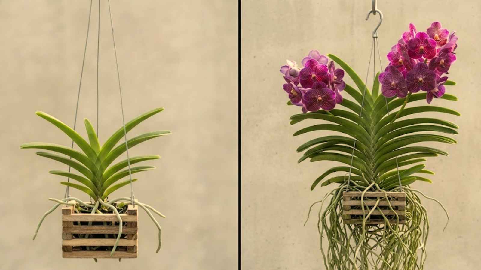 Paciencia vanda