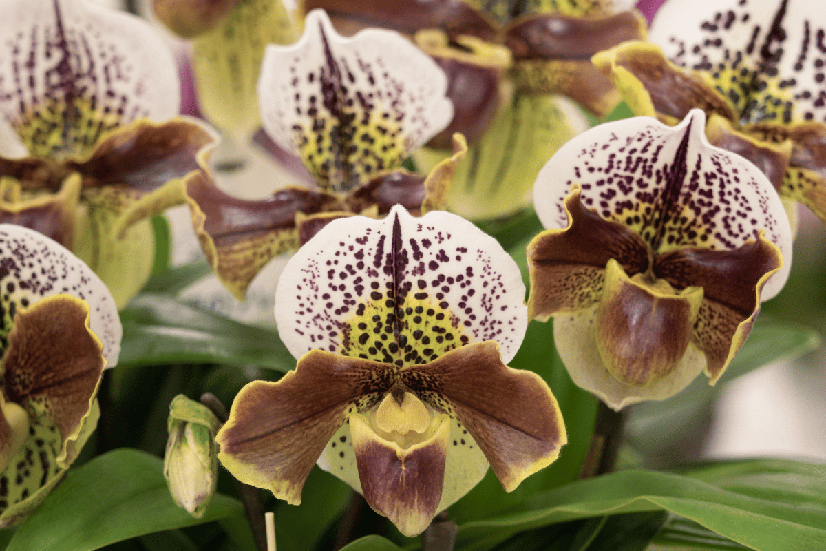 Orquídea zapatito Paphiopedilum en flor