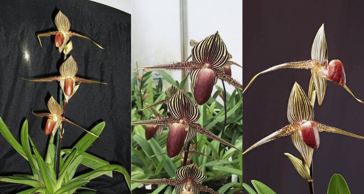 Paphiopedilum Rothschildianum