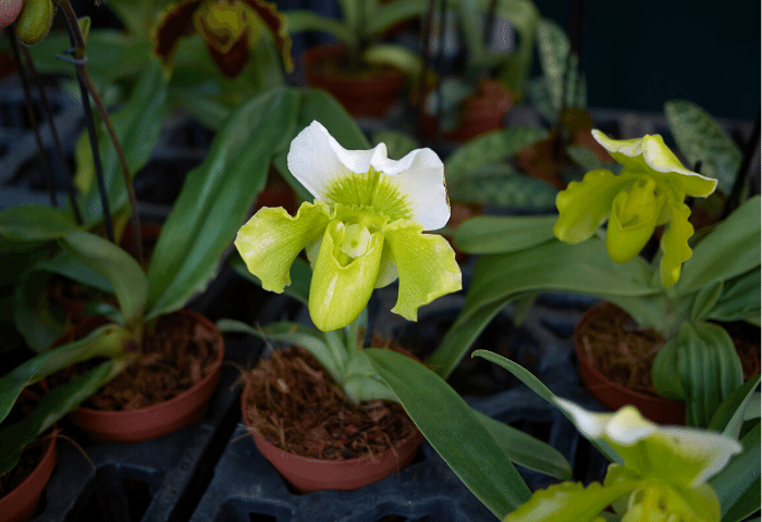 Paphiopedilum cultivado en maceta con sustrato para orquídeas