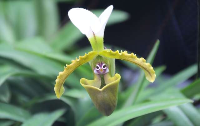 Diferentes tipos de orquídeas