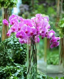 Orquidea phalaenopsis no vaso