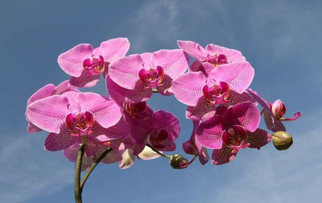 Phalaenopsis orquidea
