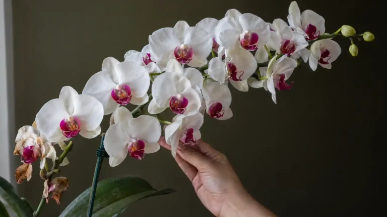 Por qué tu Phalaenopsis da 8 flores y la del vivero da 30